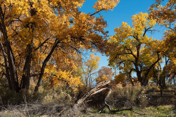 istock Fallen Cottonwood in Woodlands 1351499220