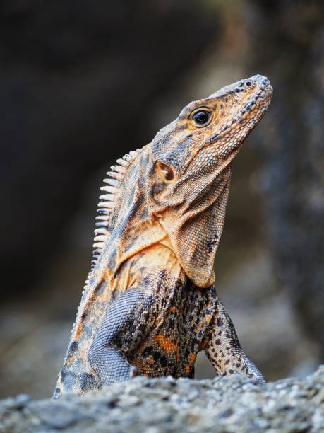 istock Lizard on the forest in Costa rica 1351499411