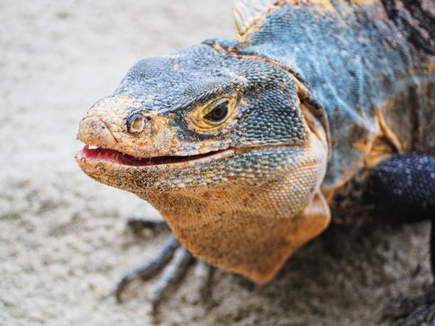 istock Lizard on the forest in Costa rica 1351499517