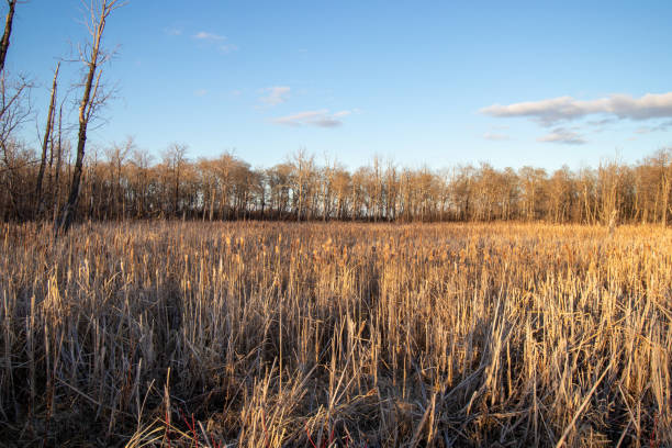 istock A marsh in Moosomin, Saskatchewan on a spring evening 1351502137