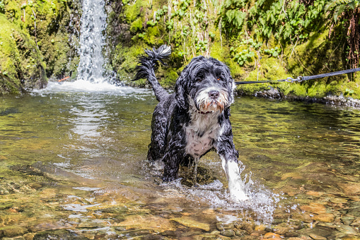 Portuguese Water dog running in the water near a waterfalls at Pedder Bay on Vancouver Island, British Columbia