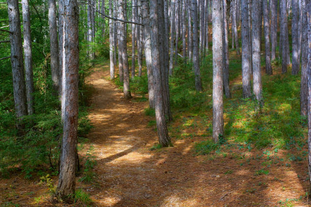 istock the rays of the sun in the pine forest 1351504017