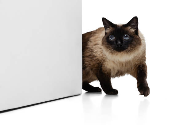 istock Dynamic portrait of beautiful Thai cat with blue eyes isolated on white studio background. Animal life concept 1351504203