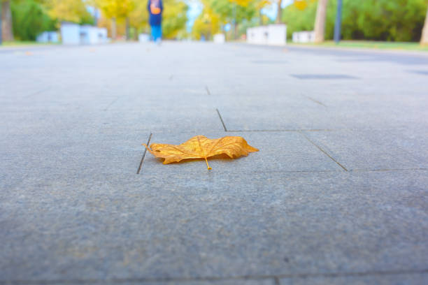 yellow maple leaf lies on the sidewalk. Autumn