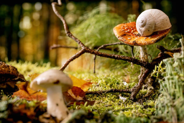 Fairy tale ambiance magical autumn forest background