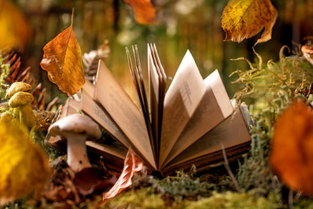 Fairy tale ambiance magical autumn forest background