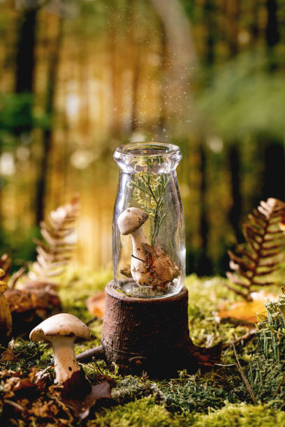 istock Fairy tale ambiance magical autumn forest background 1351504326