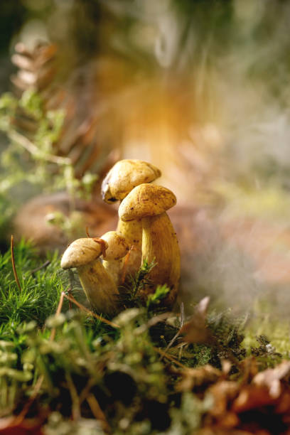 istock Fairy tale ambiance magical autumn forest background 1351504334