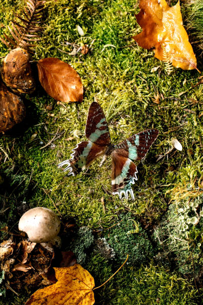 Fairy tale ambiance magical autumn forest background