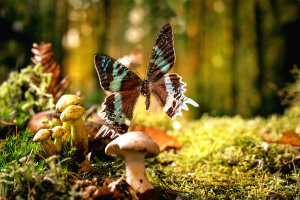 istock Fairy tale ambiance magical autumn forest background 1351504350