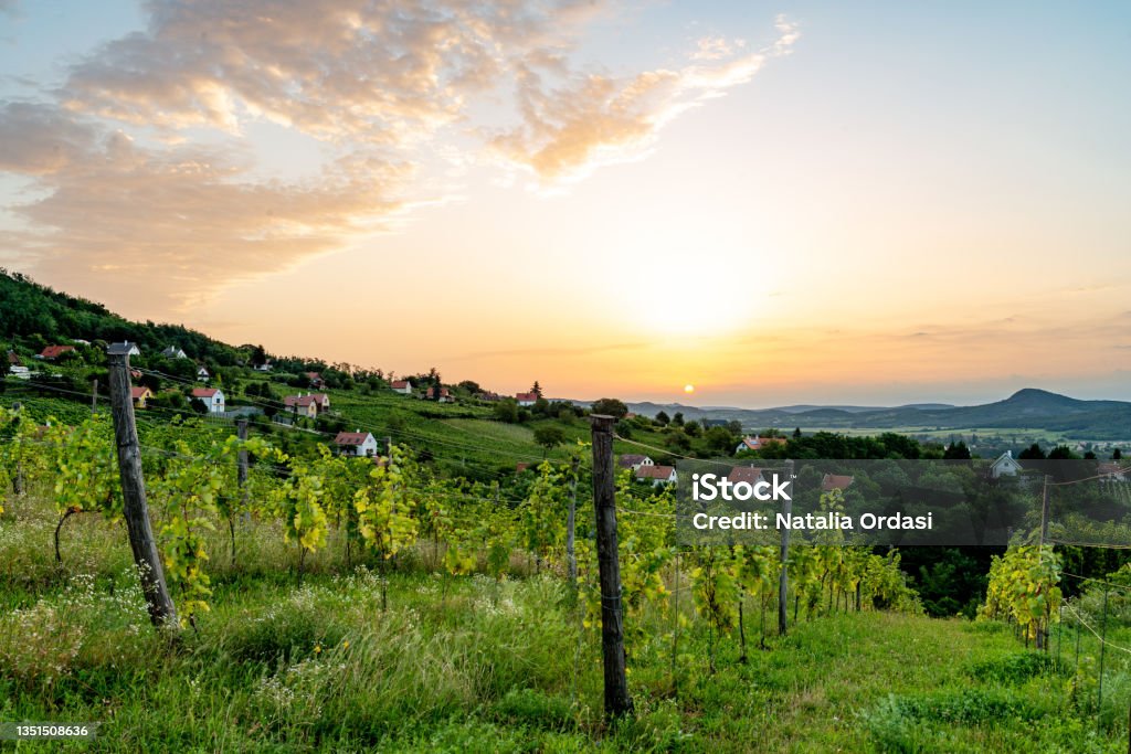 Sunset in the vineyard St George Hill, Hill, Hungary Lake Balaton Stock Photo