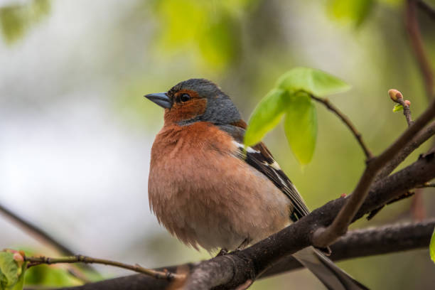 istock Common chaffinch, Fringilla coelebs, sits on a branch in spring on green background. Common chaffinch in wildlife. 1351512456