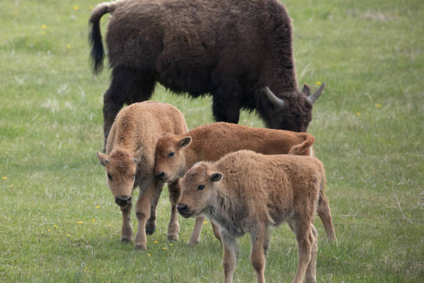 Three baby bison huddled together with female bison in background stock photo