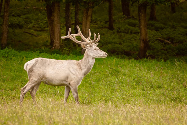 istock White deer at the lawn 1351516117