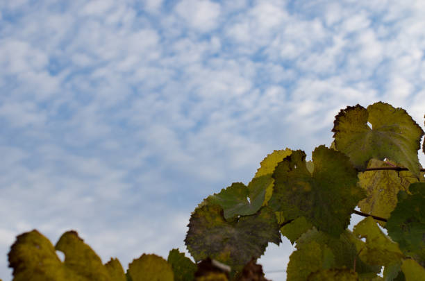 Autumn grape leaves and blue sky sunny background with copy space