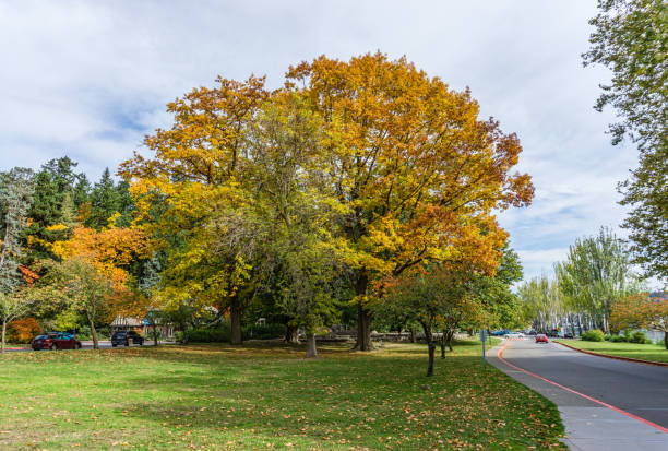 istock Colorful Autumn Seward Park 2 1351517853