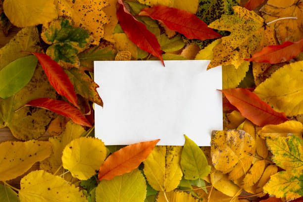 istock Frame of colored leaves. Autumn leaves frame. Place for text 1351518713