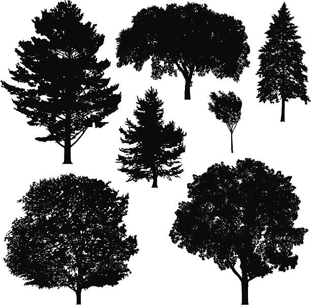 illustrations, cliparts, dessins animés et icônes de silhouettes d'arbre - beech leaf illustrations