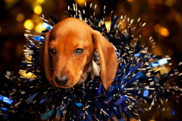 istock image of dog tinsel dark background 1351520031