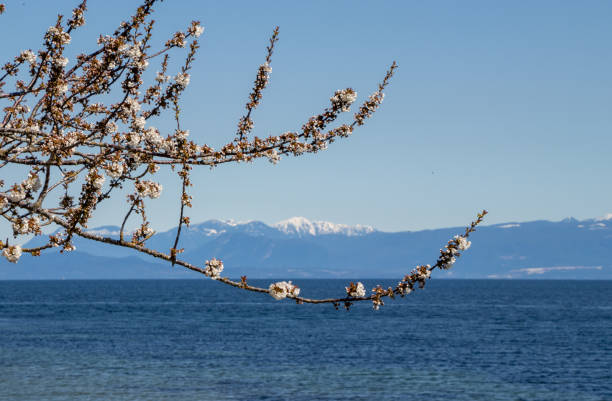istock tree with spring blossoms beside the sea 1351521587
