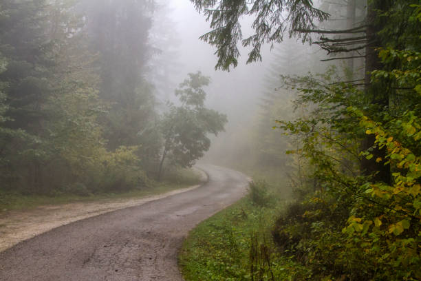 istock Narrow road through the forest covered with fog 1351521934