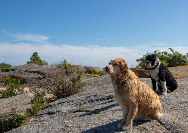 istock two wet dogs sitting on a rock 1351522719