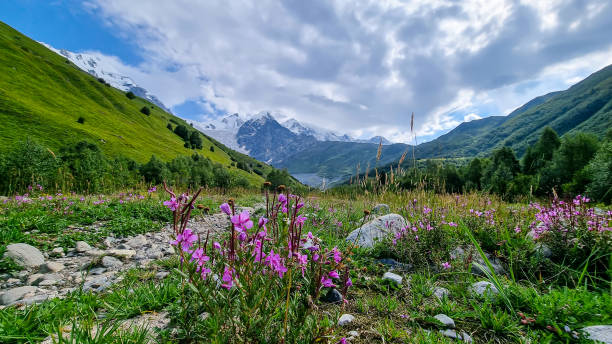 Svaneti - Bushes of Rosebay Willowherb blooming in the Greater Caucasus Mountain Range in Georgia. Bushes of Rosebay Willowherb blooming in the Greater Caucasus Mountain Range in Georgia., Svaneti Region. There are high, snowcapped peaks in the back. Purple flowers in the wilderness. Idyllic landscape. Calmness flower mountain fireweed wildflower stock pictures, royalty-free photos & images