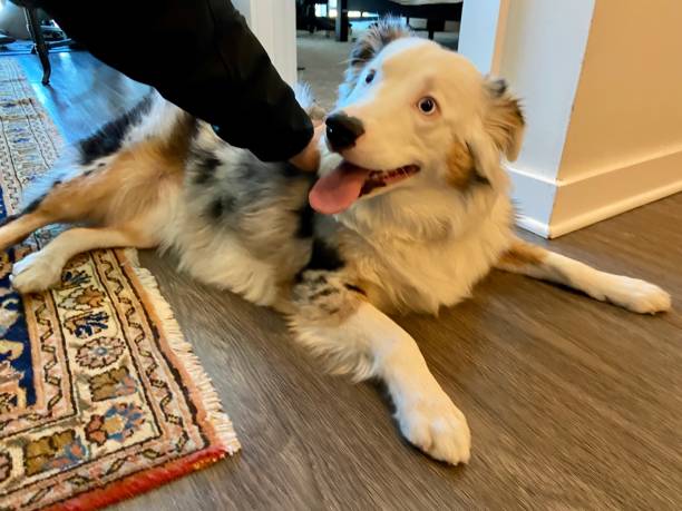 istock Happy dog lying on the floor getting pet 1351523566