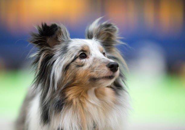 Dog portrait Sheltie shetland sheepdog stock pictures, royalty-free photos & images