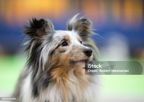 Dog Portrait Stock Photo - Download Image Now - Dog Show, Shetland Sheepdog, Collie