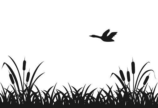 Black silhouette of marsh grass, flying duck, lake reeds, seamless grass. Vector illustration of stripes of black bushes on a white background.