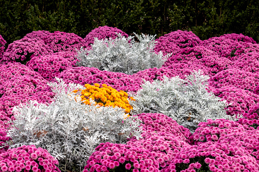 Beautiful Chrysanthemum plants and Dusty Miller in an autumn garden