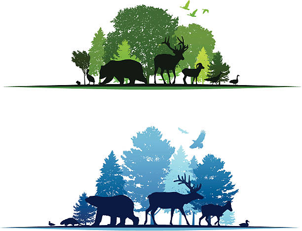 ilustraciones, imágenes clip art, dibujos animados e iconos de stock de frontera de vida silvestre de elementos - wildlife