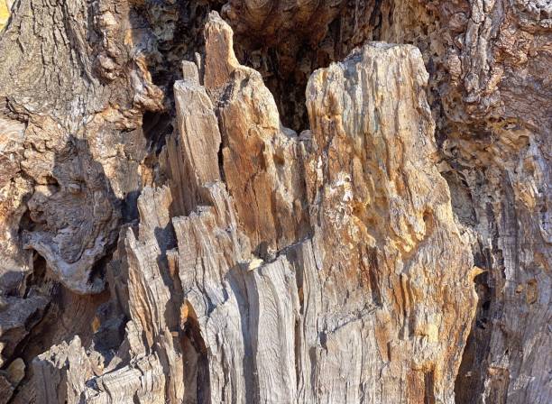 istock Natural bark of tree in forest. Wood texture. 1351528875