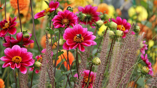 Pink colored dahlias with bumblebee .