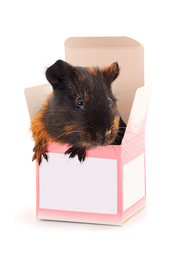 Guinea pig  in box isolated on white background. Funny, guineapig.