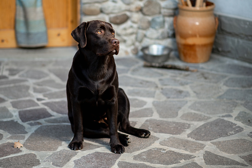 Portrait of junior Chocolate Labrador Retriever sits on floor in home garden looking at his side.