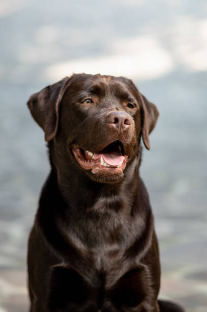 istock Vertical portrait beautiful purebred dog. 1351530591