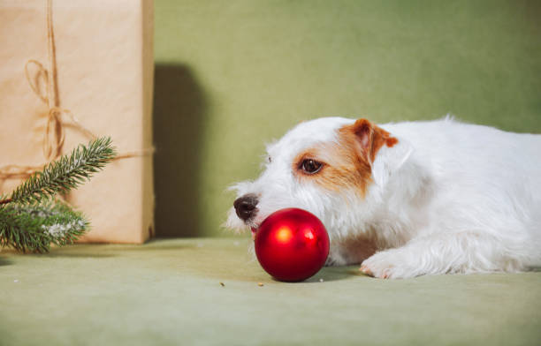 istock Jack Russell Terrier with red bouble, present and christmas tree branch on green sofa 1351531733