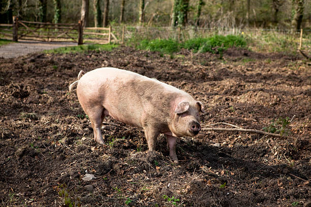 Happy Pig Stock Photo - Download Image Now - Cheerful, Color Image