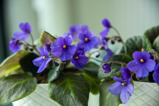 Purple pansy flowers springtime