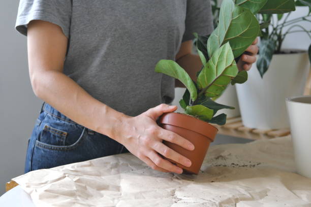 istock How to pot home plants 1351533612