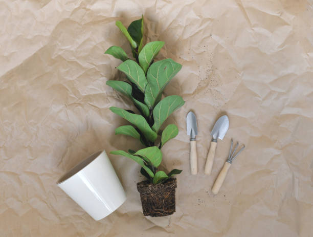 istock How to pot home plants 1351533614