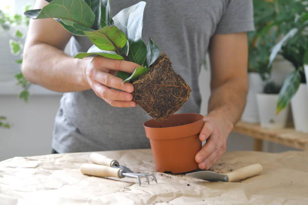 istock How to pot home plants 1351533725
