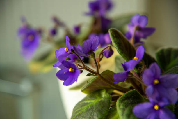 istock Light purple violet pansies 1351533789