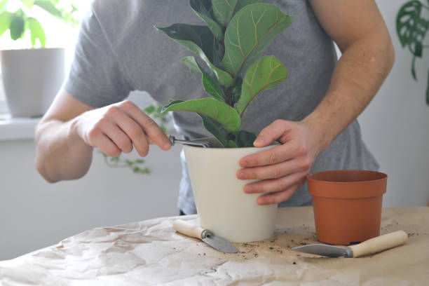 istock How to pot home plants 1351533808