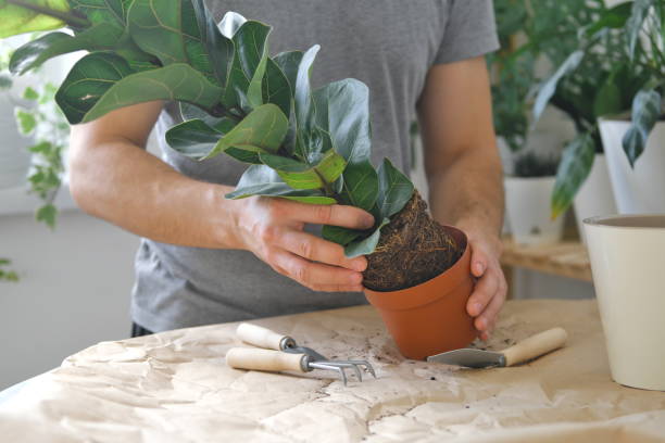 istock How to pot home plants 1351533810