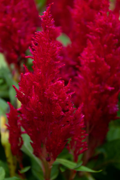 istock Close up Colorful Flower 1351534529