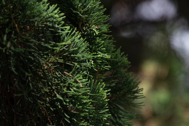 istock Close up Fresh Green Fir 1351534538