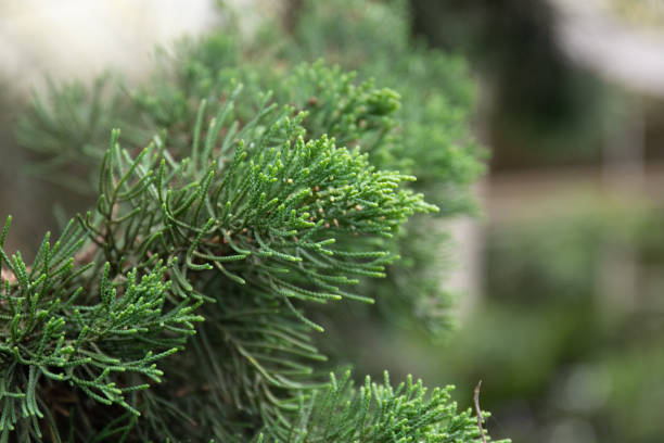 istock Close up Fresh Green Fir 1351534549